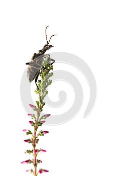 Beetle, barbel, woodcutter, Cerambycidae climbs on a blade of grass blooming Heather, isolated on a white background a