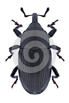 Beetle Baris artemisiae