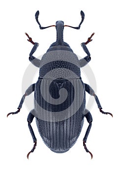 Beetle Baris artemisiae