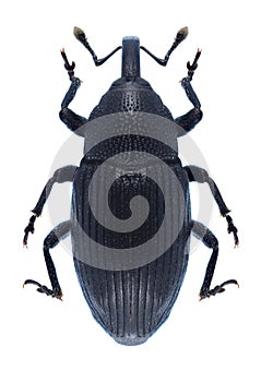 Beetle Baris artemisiae