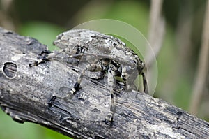 Beetle, Beetle Beautiful, Beetle of Thailand