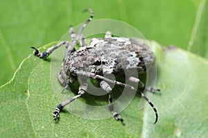 Beetle, Beetle Beautiful, Beetle of Thailand