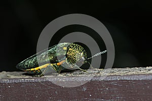 Beetle, Beetle Beautiful, Beetle of Thailand