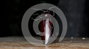 Beetle, Beetle Beautiful, Beetle of Thailand