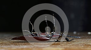 Beetle, Beetle Beautiful, Beetle of Thailand