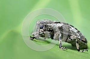 Beetle, Beetle Beautiful, Beetle of Thailand