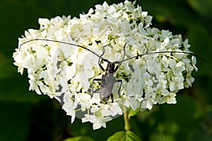 A beetle with a big mustache