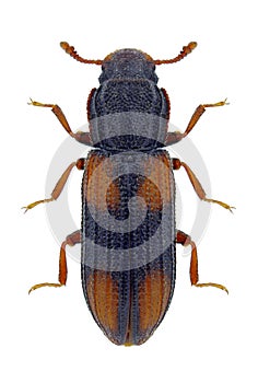 Beetle Bitoma crenata