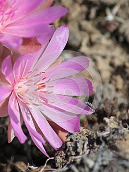 Beetle on a Bitterroot Flower photo