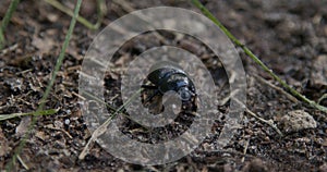 beetle with a black color wanders slowly