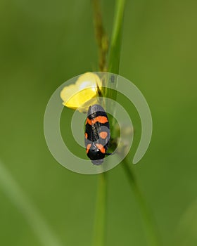 Beetle black and red color