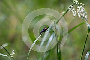 Beetle on a blade of grass photo