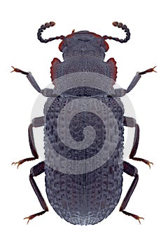 Beetle Bolitophagus reticulatus