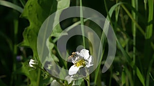 Beetle Brachyta Interrogationis spreads its wings and takes off from a blackberry white flower, slow motion