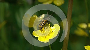 Beetle Brachyta Interrogationis spreads its wings and takes off from a buttercup flower, slow motion