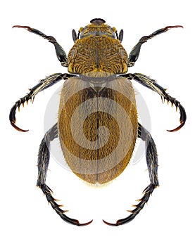 Beetle Brancoplia leucaspis