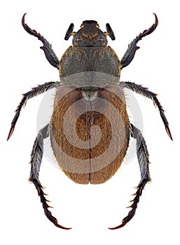 Beetle Brancoplia leucaspis