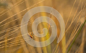 Beetle on the bright ear of wheat on a sun-drenched field Macro