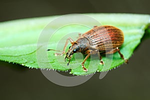 Beetle Broad-nosed weevil (Coleoptera: Curculionoidea)