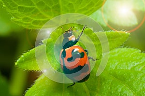 Beetle bug on green leaf and sun light effect