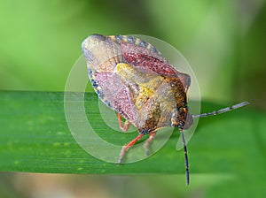 Beetle bug herbal large macro plan