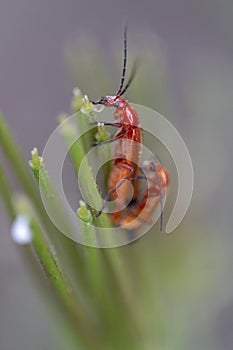 beetle bug (Leptopalpus rostratus