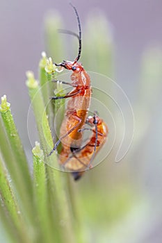 beetle bug (Leptopalpus rostratus