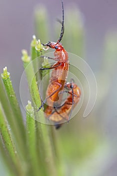 beetle bug (Leptopalpus rostratus