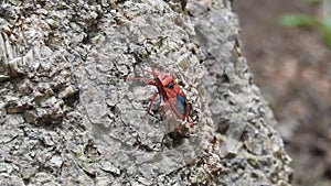 Beetle bugs Pyrrhocoris apterus. Many firebugs on a tree in different stages of development. Close-up photo insect beetles firebug