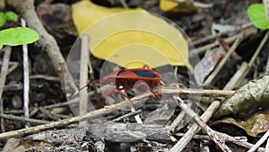 Beetle bugs pyrrhocoris apterus. Many firebugs on a tree in different stages of development. Close-up photo insect beetles firebug