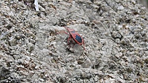 Beetle bugs Pyrrhocoris apterus. Many firebugs on a tree in different stages of development. Close-up photo insect beetles firebug