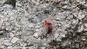 Beetle bugs Pyrrhocoris apterus. Many firebugs on a tree in different stages of development. Close-up photo insect beetles firebug