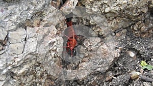 Beetle bugs Pyrrhocoris apterus. Many firebugs on a tree in different stages of development. Close-up photo insect beetles firebug