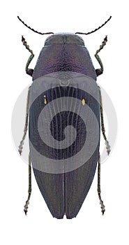 Beetle Buprestis humeralis photo