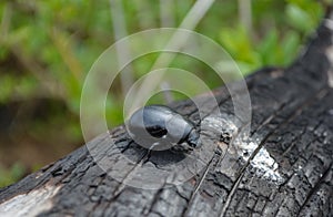 Beetle on a burnt tree