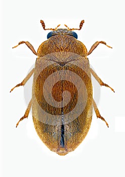 Beetle Byturus ochraceus