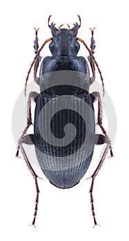 Beetle Calathus fuscipes