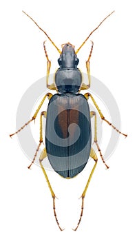 Beetle Calathus halensis