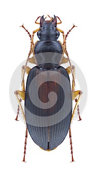 Beetle Calathus halensis