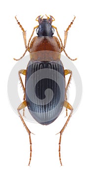 Beetle Calathus melanocephalus