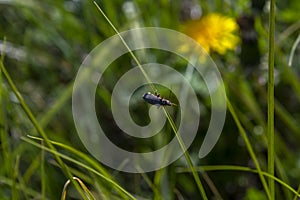 Beetle Cantharis on a blade of grass