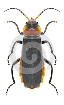 Beetle Cantharis fusca