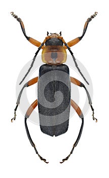 Beetle Cantharis rustica