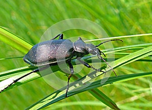 Beetle Carabus 3