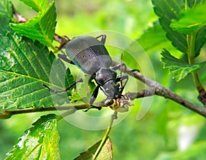 Beetle Carabus 8