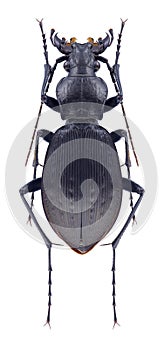 Beetle Carabus andreiianus