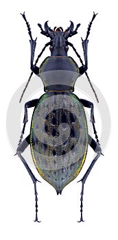 Beetle Carabus angustus ignigena