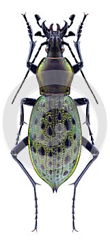 Beetle Carabus angustus tongreenensis