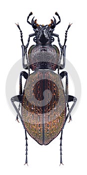 Beetle Carabus armeniacus