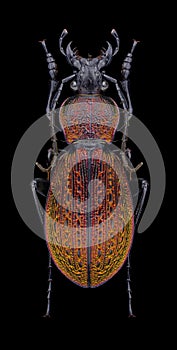 Beetle Carabus armeniacus